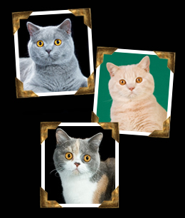 British Shorthairs